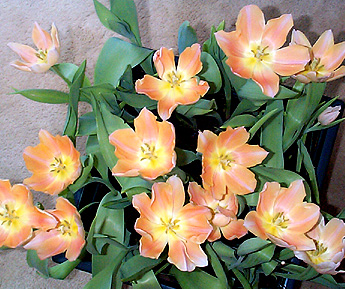 Angelique Tulips in Terrace, B.C., February
