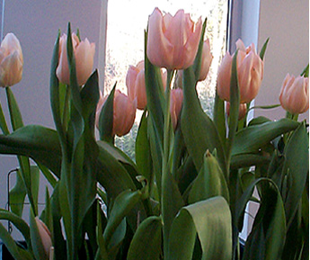 Pink Blush Tulips in Terrace, B.C., February