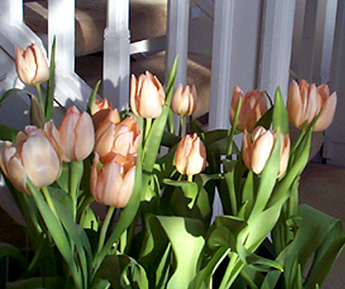 Tulips, Triumph, Apricot Beauty, Terrace, BC, February