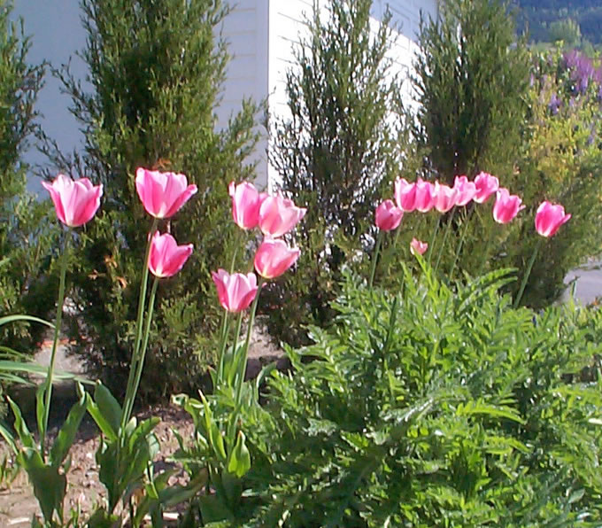 Tulips, Terrace BC, May (Lady Grace)