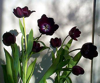 Queen of the Night, Tulips, Terrace, B.C., February