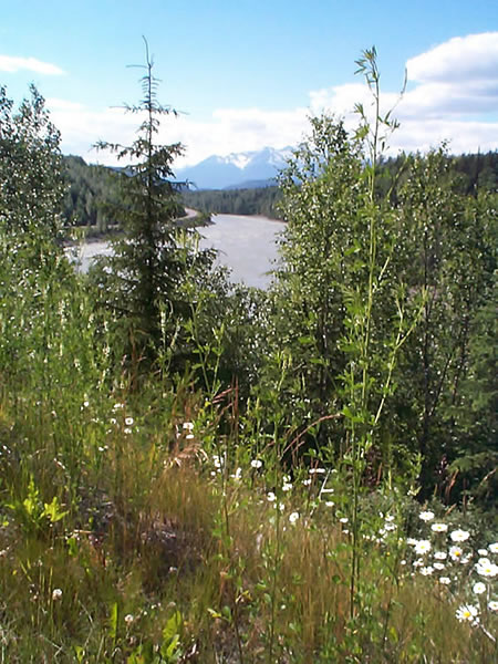 Skeena River east of Terrace, BC: Wildflowers.